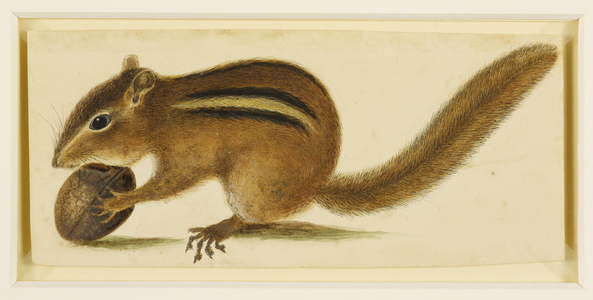 The Ground Squirrel, 1722 1726 (Watercolour and gouache heightened with gum arabic, over graphite)