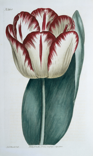 Tulipa gesneriana