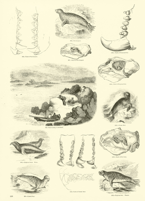 Page from The Pictorial Museum of Animated Nature (engraving)