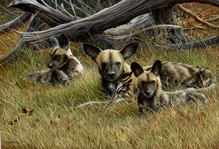 African wild dogs, 2013, acrylic on board