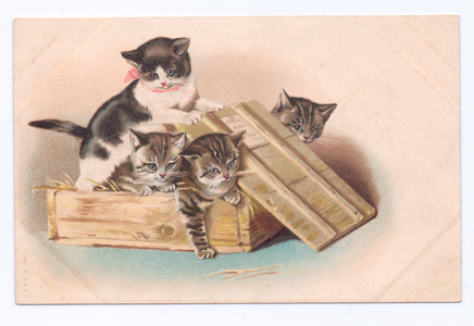 Edwardian postcard of four kittens in a tiny crate, c.1910 (colour litho)