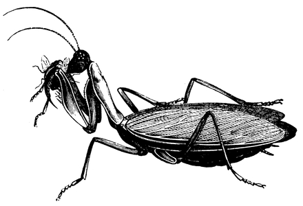 Mantis