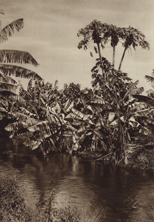 Mexico: Bananos y papayas, Estado Vera Cruz (b/w photo)