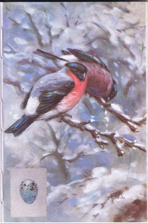 Bullfinches in Winter (colour litho)