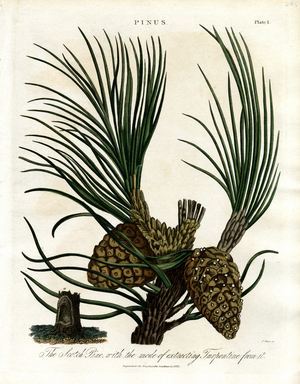The Scotch Pine with the mode of extracting Turpentine from it, 1810 (print)