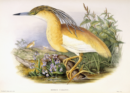 Buphus Comatus, c.1862-3 (hand-coloured lithographed plate)