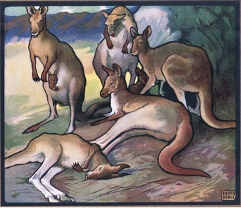 Kangaroos, 1910 (colour litho)