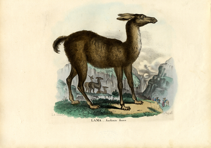 Llama, 1863-79 (colour litho)