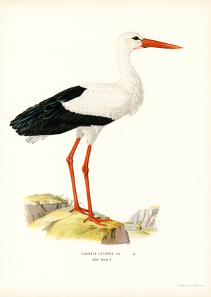 White Stork (colour litho)
