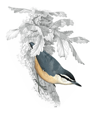Nuthatch