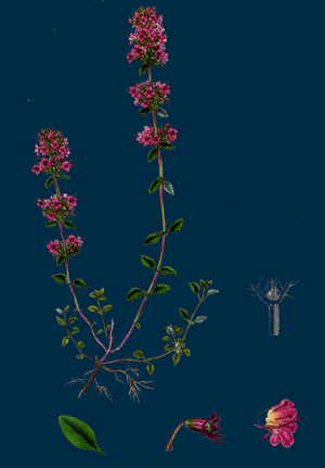 Lathyrus Palustris; Marsh Vetchling