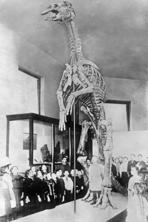 Skeleton of a duck-billed dinosaur, 1931