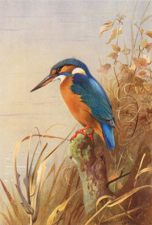 Kingfisher (colour litho)