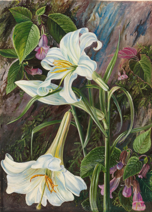 The great lily of Nainee Tal, in north India, 1878 (oil on board)