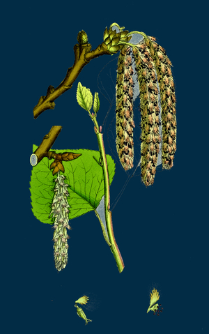 Fumaria Muralis; Rampant Fumitory