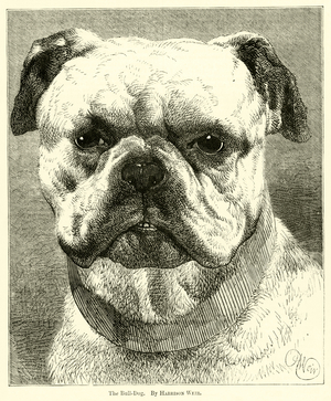 The Bull-Dog (engraving)