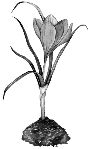 Crocus, 2021 (ink on paper)
