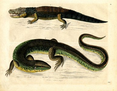 Nile crocodile and monitor lizard (hand-coloured litho)