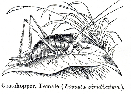 Engraving depicting a Grasshopper, an insect of the suborder Caelifera within the order Orthoptera, 20th century