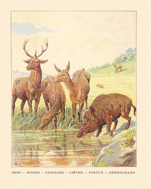 Color page with Deer Deer Wild Boar Rabbit Turtle Frogs, 1901 (illustration)