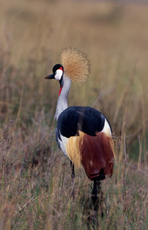 Crested crane in Maasai Mara (photo)
