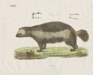 Wolverine with Dental Details (hand-coloured litho)