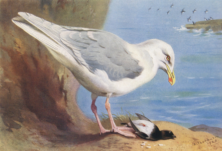 Glaucous Gull, Little Auk (summer) (colour litho)