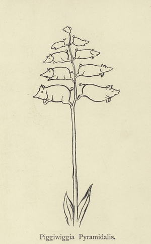 Piggiwiggia Pyramidalis (engraving)