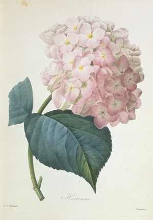 Hydrangea hortensis