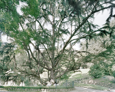 View of the park , Lago Grande, Villa Durazzo Pallavicini, Pegli, Genoa, Italy (photo)