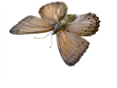 Crenidomimas concordia