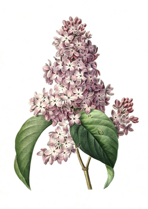 Common lilac (Syringa vulgaris), digitally processed reproduction of a watercolour drawing from 1827
