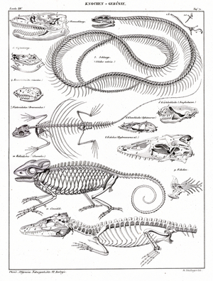 Skeletons of Reptiles and Snakes (print)
