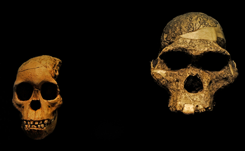 Reproduction of two Australopithecus africanus skulls (photo)