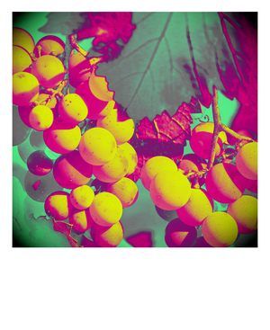 Untitled, 2019 (photography)