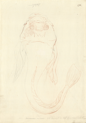 Genyagnus monopterygius