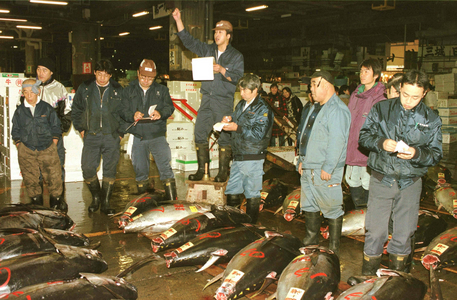 Tuna auction at a fish market in Tokyo 1999 (photo)