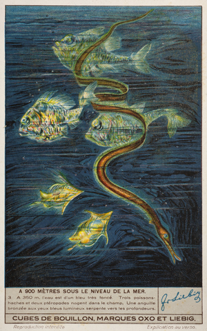 The sea down to 900 metres, no 3, at 350m deep. 1937 (lithograph)