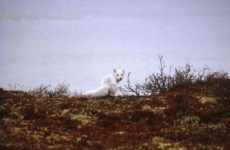 Arctic Fox, Tundra, Arctic (photo)