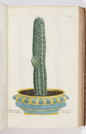 Cerus erectus, 1737 (engraving)