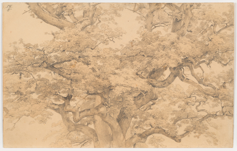 Oak Tree, 1836 (pencil & watercolour on paper)