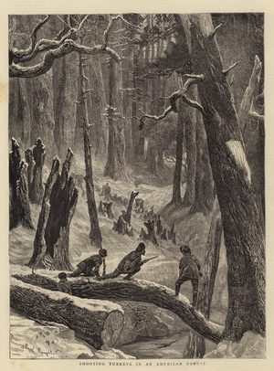 Shooting Turkeys in an American Forest (engraving)