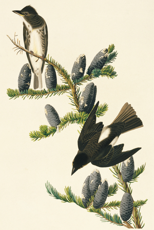 Contopus cooperi, olive-sided flycatcher, Plate 174 from John James Audubon's Birds of America, original double elephant folio, 1827-30 (hand-coloured aquatint)