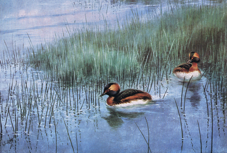 Slavion or Horned Grebe (litho)