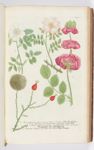 Rosa, 1737 (engraving)