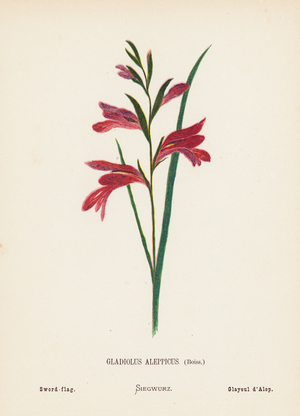 Wild Flowers of the Holy Land: Gladiolus Aleppicus, Boiss; Sword-flag (coloured engraving)
