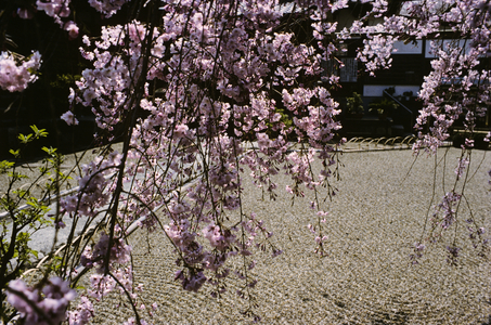 Cherry Viewing Festival, Japan (photo)