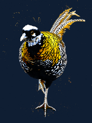 The Reeves Pheasant on Midnight Blue, 2020, (pen and ink)