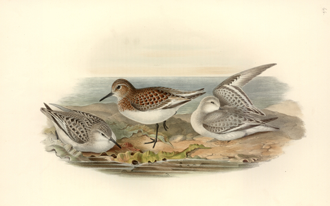 Calidris alba