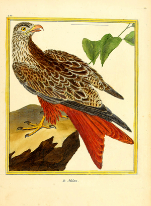 Red Kite (print)